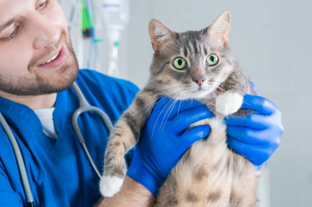 Le principali applicazioni della Chimica Clinica Veterinaria
